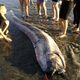 Image for article titled We're learning some amazing things from those massive washed-up oarfish